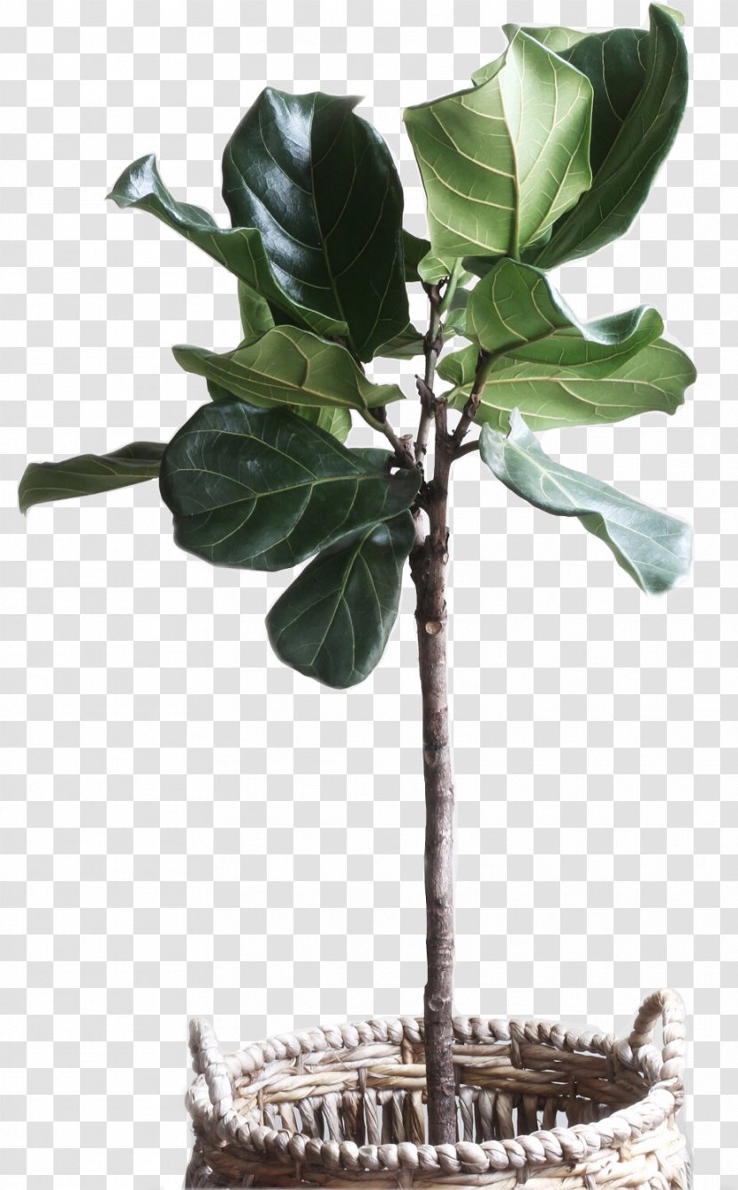 Fiddle-leaf Fig Common Plants Weeping Houseplant - Venus Flytrap Transparent PNG