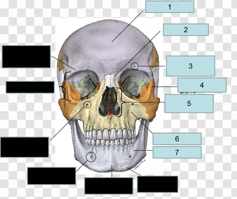 Frontal Bone Sphenoid Human Skull Maxilla - Temporal Transparent PNG