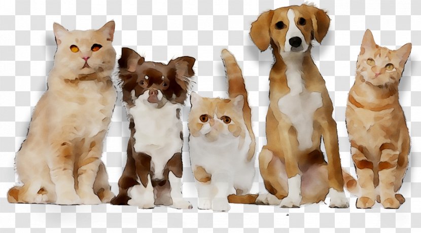 Cat Dog Twin Rivers Animal Hospital Paraveterinary Worker Kitten - American Wirehair Transparent PNG