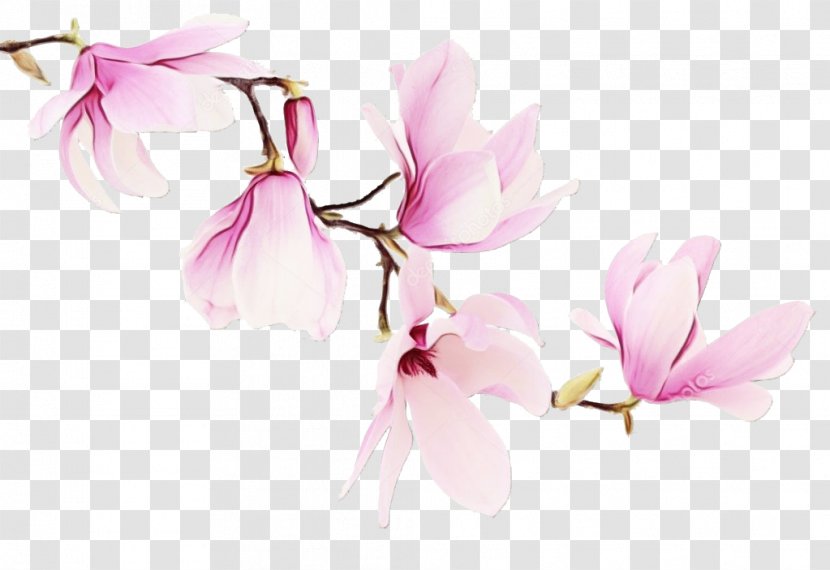 Family Tree Background - Magnolia - Wildflower Twig Transparent PNG