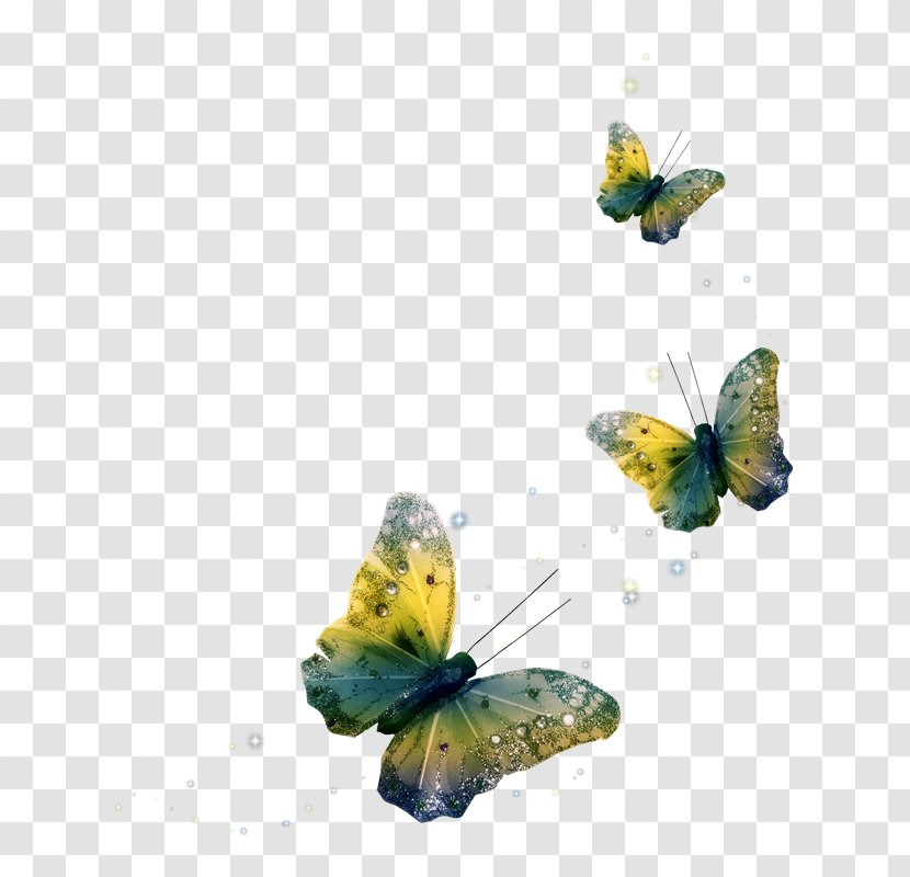 Butterfly Clip Art Psd Adobe Photoshop - Brush Footed - 4U Transparent PNG