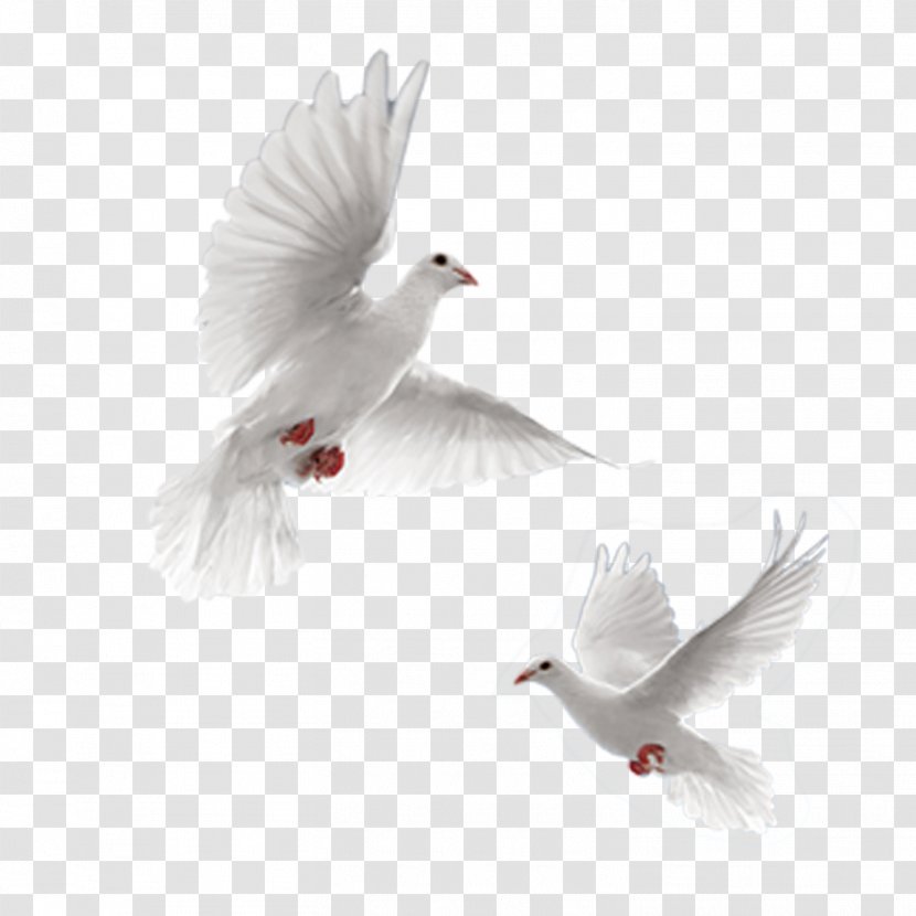 Rock Dove Columbidae 54 Cards Doves As Symbols - Fauna - Pigeon Stock Photos Transparent PNG