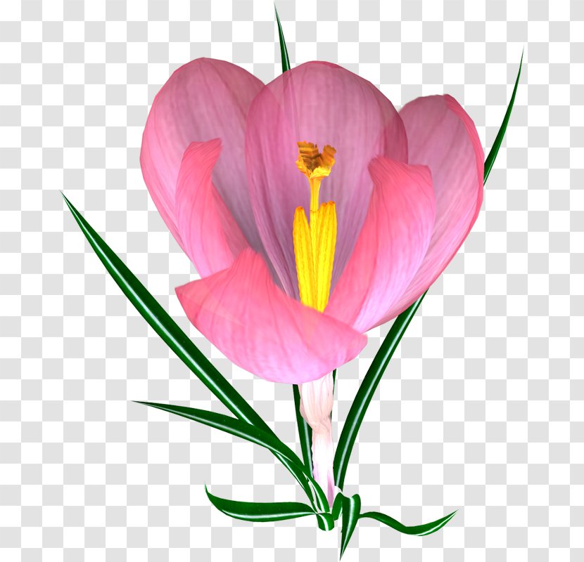 Crocus Flower Pulsatilla Patens - Heart - Pink Transparent PNG
