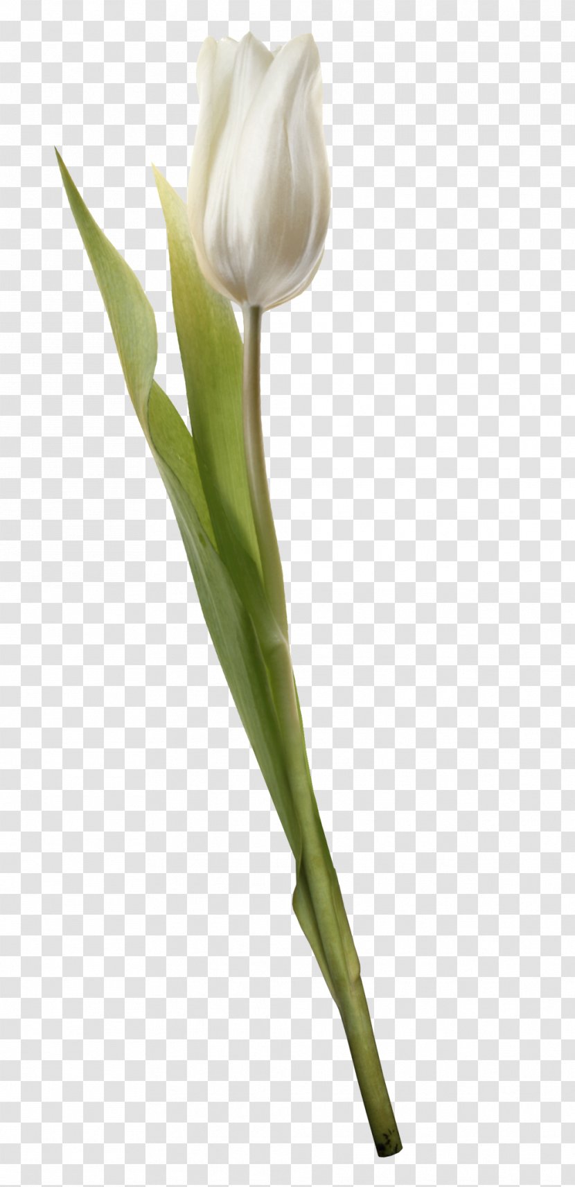 Cut Flowers Tulip Plant Liliaceae - Petal Transparent PNG