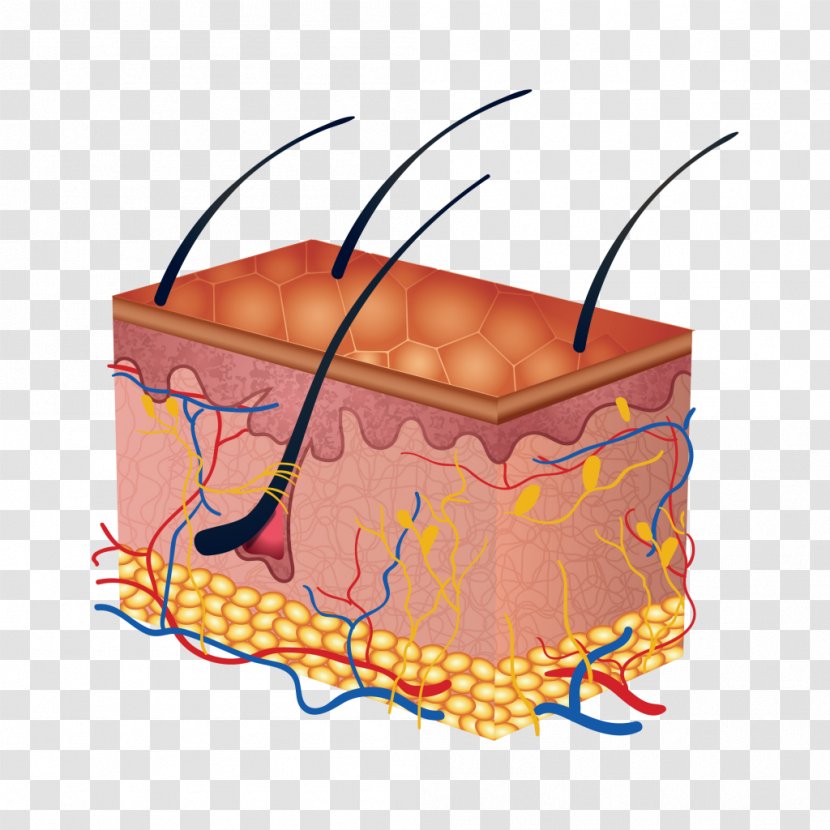 Human Skin Anatomy - Frame - Layer Transparent PNG