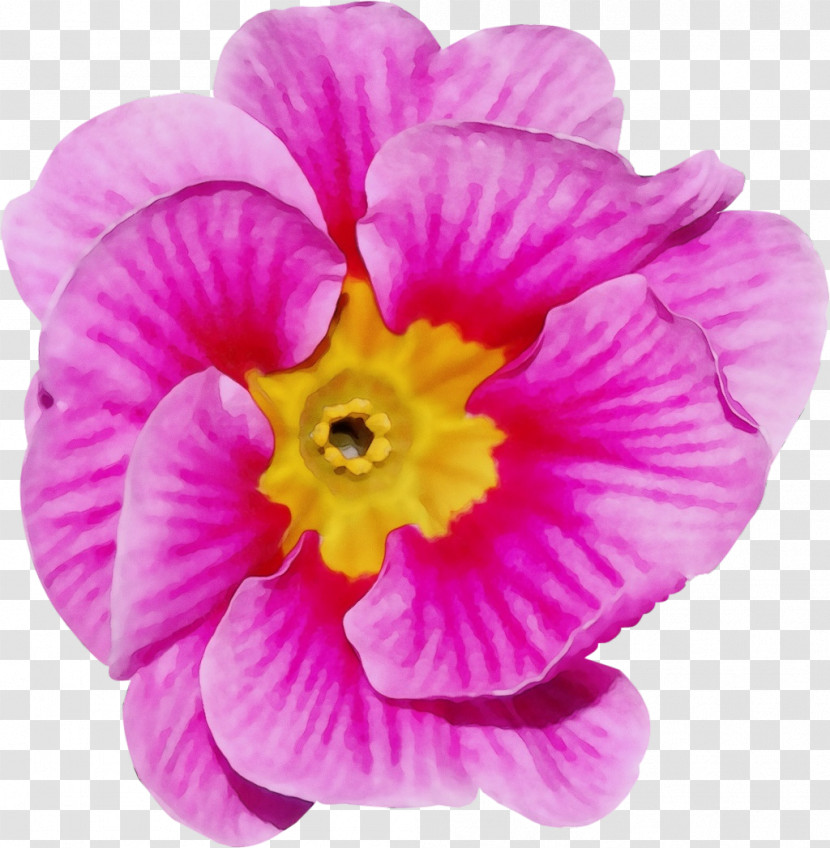 Flower Annual Plant Herbaceous Plant Petal Violaceae Transparent PNG