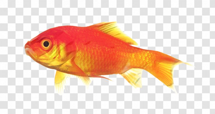 Pharmacist Cartoon - Koi - Fish Supply Cyprinidae Transparent PNG