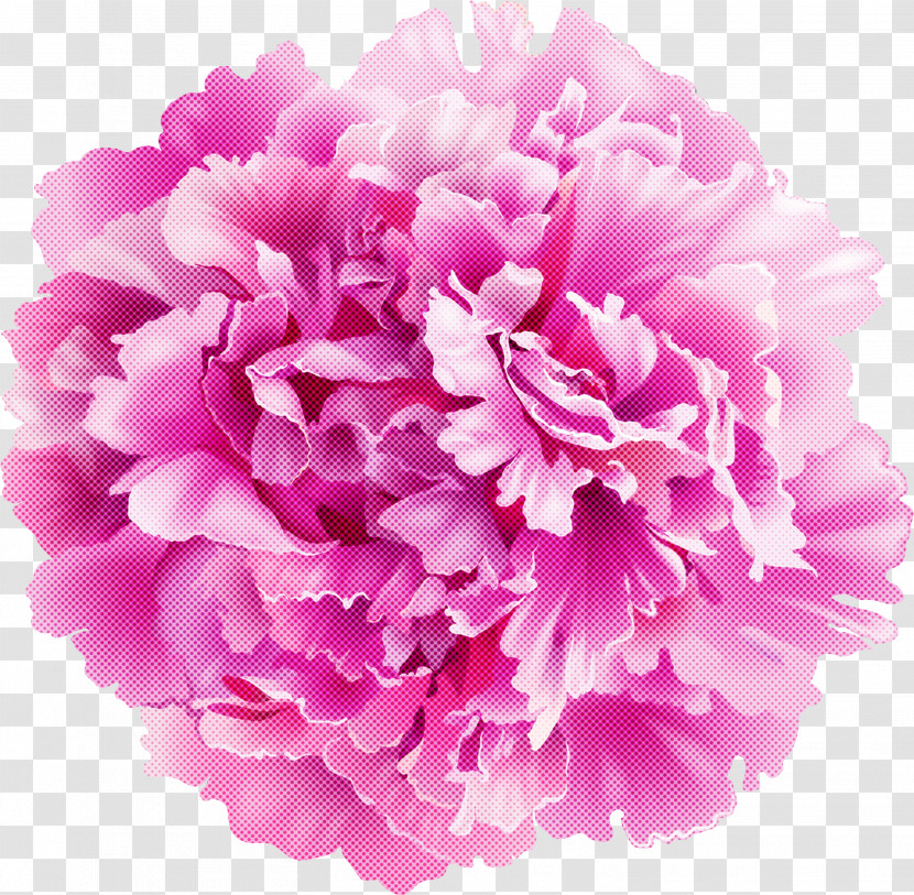 Floral Design Transparent PNG