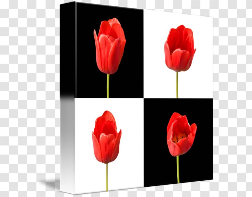 Tulip Flower Black And White - Lily Family Transparent PNG