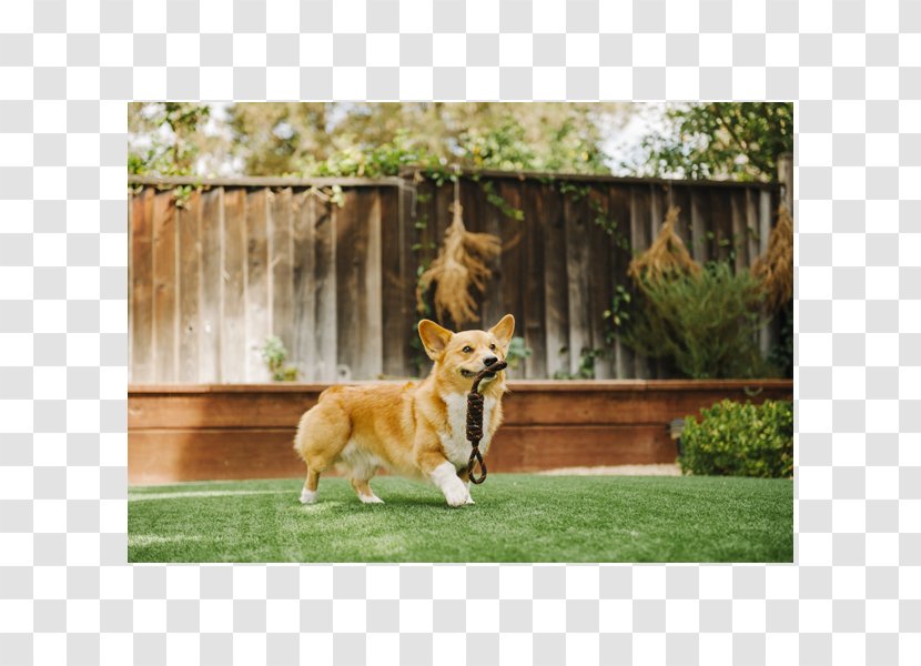 Pembroke Welsh Corgi Dog Breed Obedience Training Lawn - People - Toy Transparent PNG