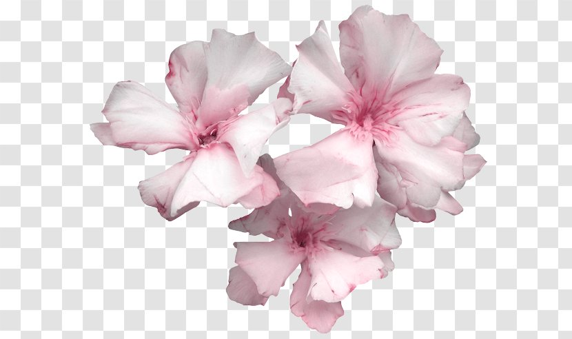 Azalea Cut Flowers Petal Pseudanthium - Flower Transparent PNG