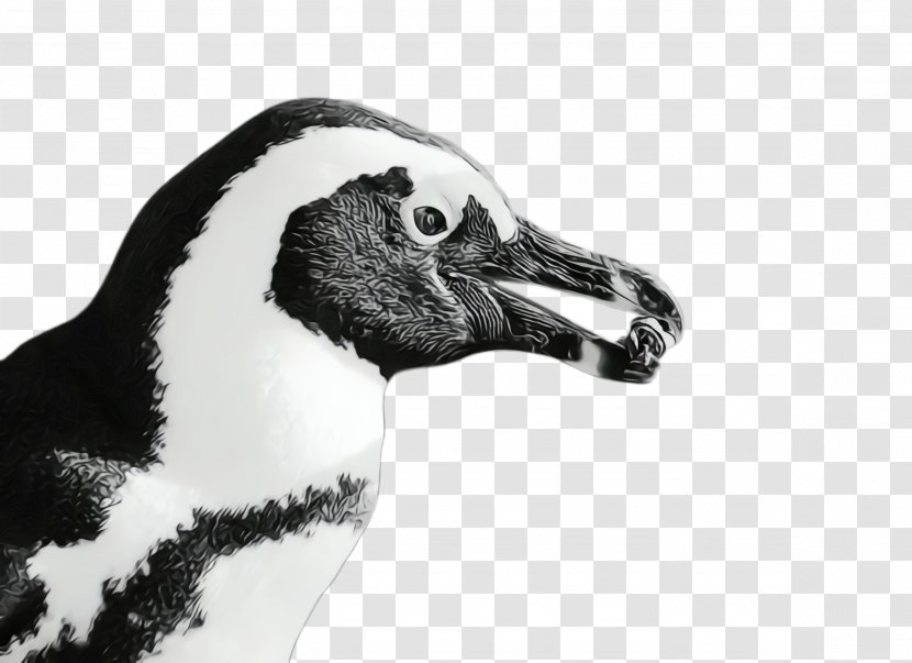 Beak Bird Flightless Wildlife Goose - Blackandwhite Water Transparent PNG