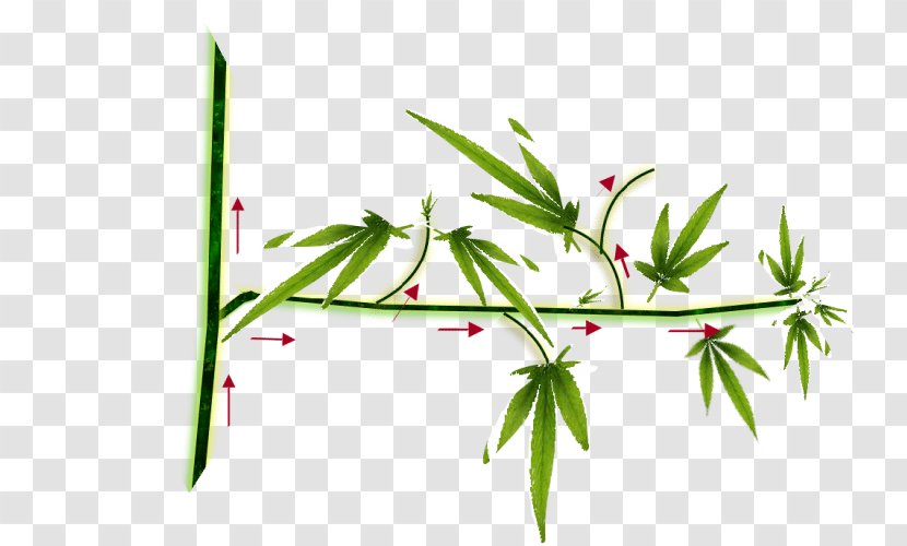 Hemp Cannabis Cultivation Sensi Seeds Autoflowering - Horizontal Plane Transparent PNG