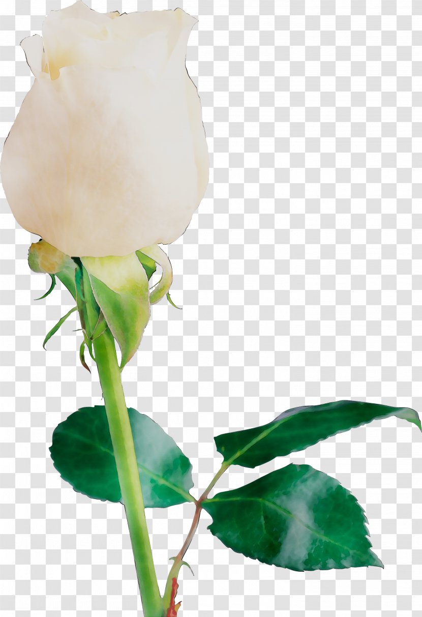 Garden Roses Bud Cut Flowers Plant Stem - Hello Kitty Transparent PNG