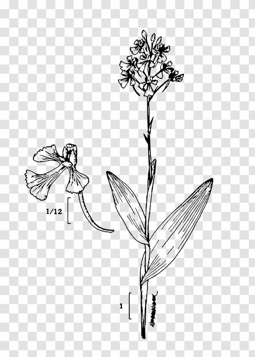 Platanthera Peramoena Plant - Flowering Transparent PNG