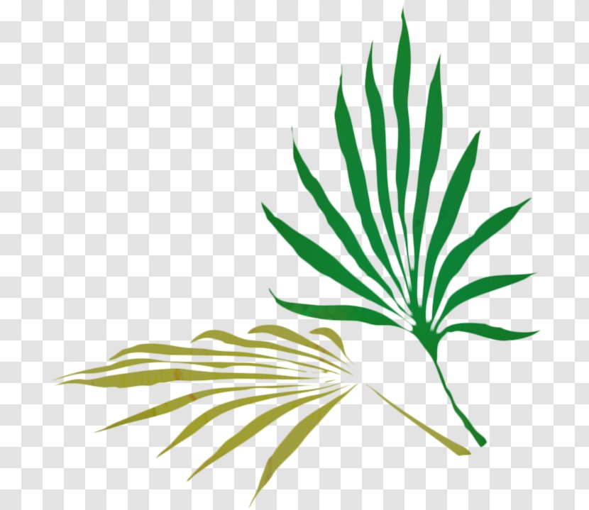 Palm Tree Background - Cyperus Alternifolius - Herbaceous Plant Herbal Transparent PNG