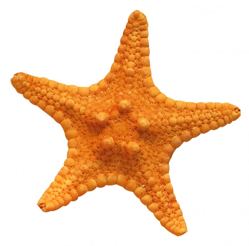 Loutsa Sponge Starfish Sea Beach - Coast Transparent PNG