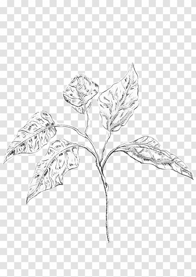 Sketch Twig Leaf Plant Stem Line Art - Plants - Handmade Watercolour Paper Transparent PNG