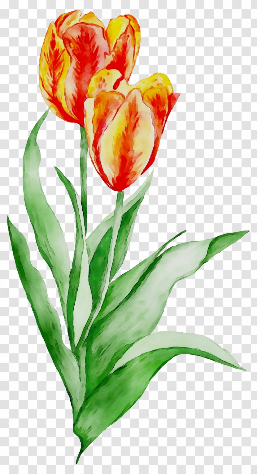 Floral Design Cut Flowers Tulip Plant Stem - Watercolor Paint Transparent PNG