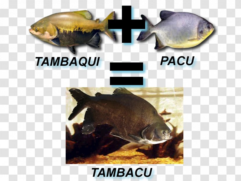 Pacu Tambacu Tambaqui Fishing - Tree - Fish Transparent PNG