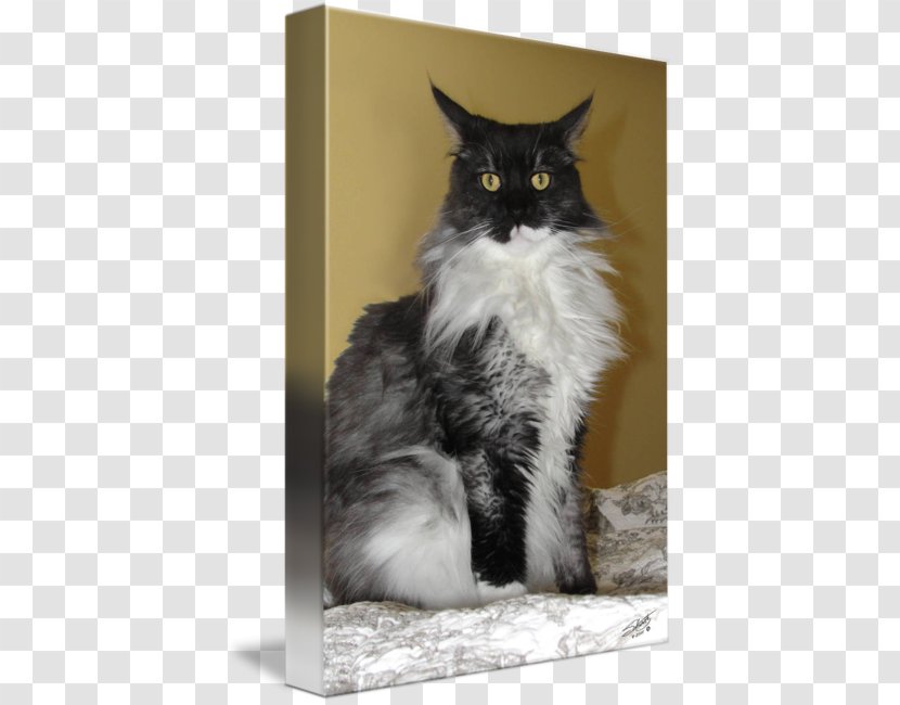 Whiskers Norwegian Forest Cat Maine Coon Domestic Short-haired Long-haired - Short Haired Transparent PNG