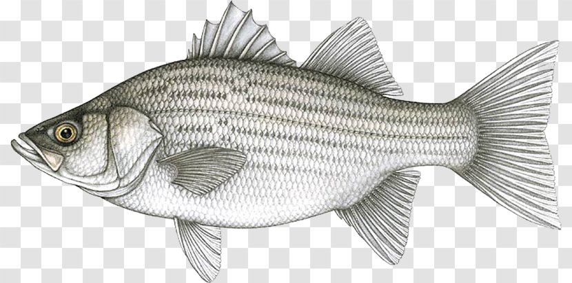 Hybrid Striped Bass White Fishing Bluegill - Rainbow Trout Transparent PNG