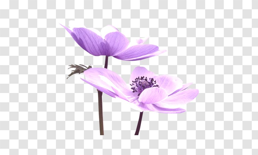 Purple Flower Nelumbo Nucifera - Green - Lotus Transparent PNG