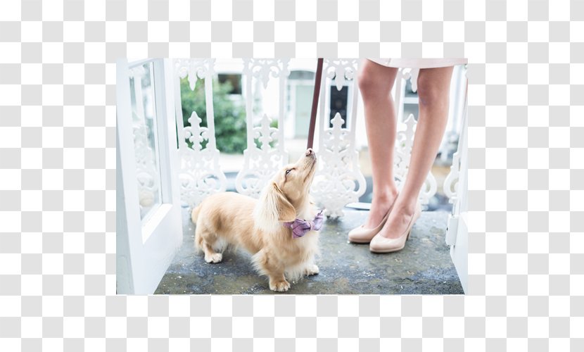 Golden Retriever Puppy Dog Breed Leash Companion Transparent PNG
