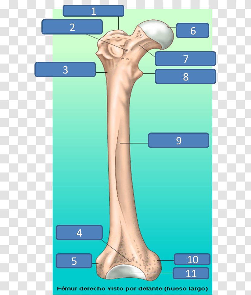 Femur Thumb Structure Bone Linea Aspera - Cartoon Transparent PNG