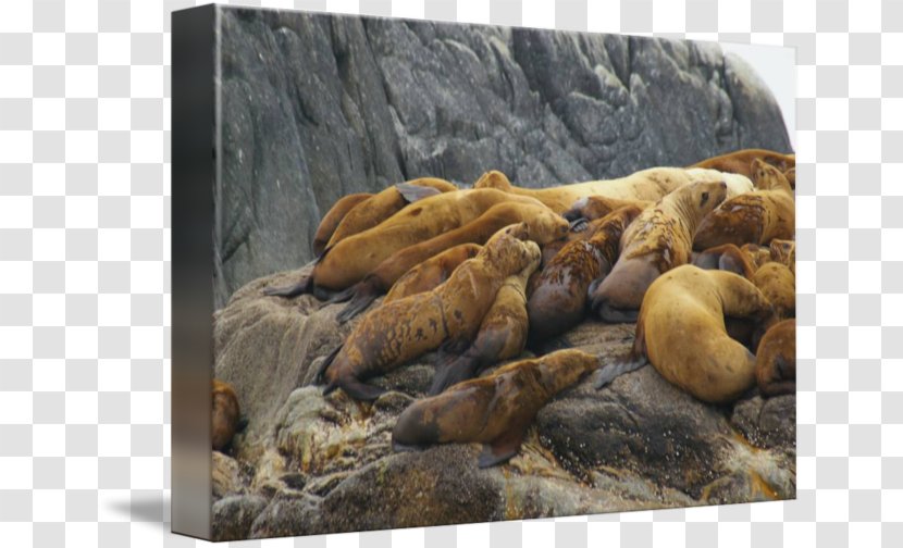 Sea Lion Fauna Wildlife Snout Transparent PNG