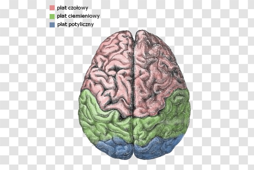 Cerebral Hemisphere Lateralization Of Brain Function Human Cortex - Silhouette Transparent PNG