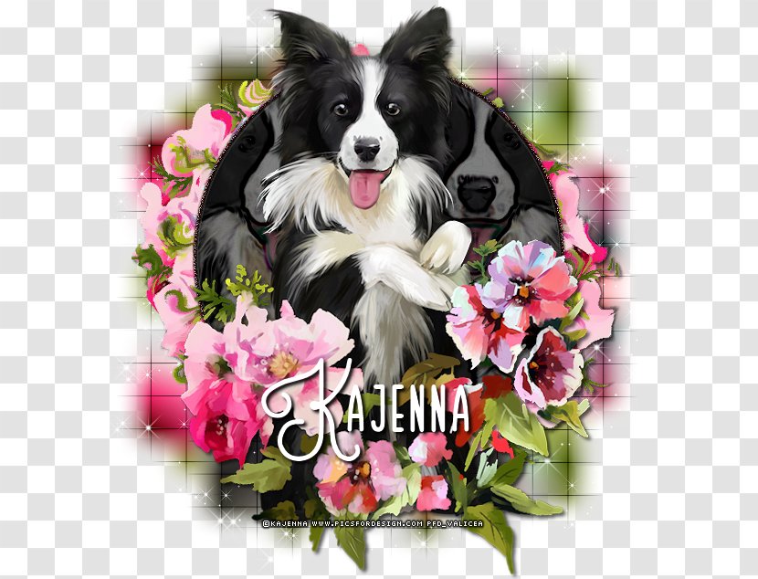 Border Collie Cayenne Dog Breed Cat Rough - Happy Merge Transparent PNG