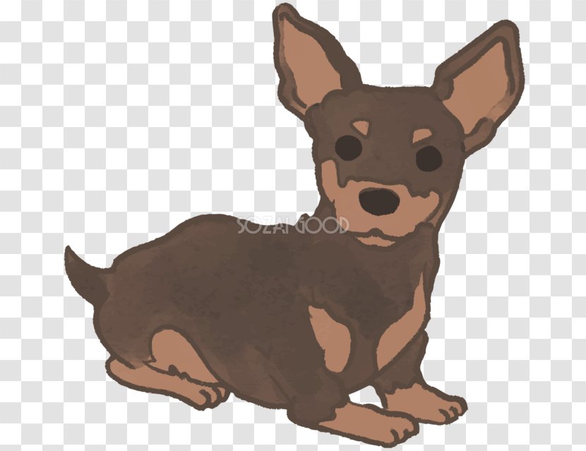 Miniature Pinscher Prague Ratter Ormskirk Terrier Chihuahua Puppy - Toy Dog Transparent PNG