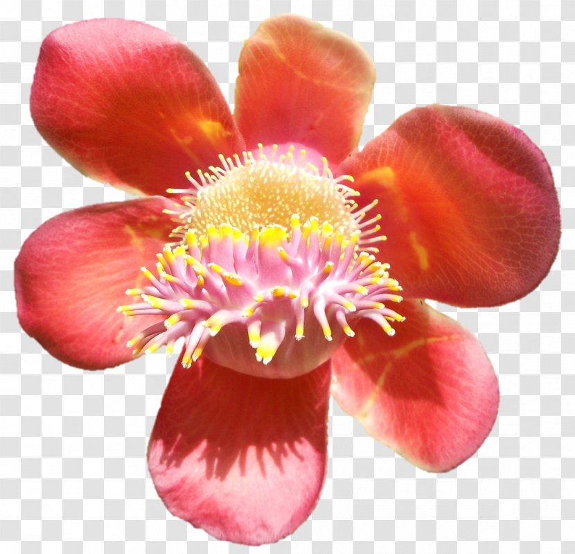 Magenta Cut Flowers Close-up Family M Invest D.o.o. - Petal - Renuka Devi Transparent PNG