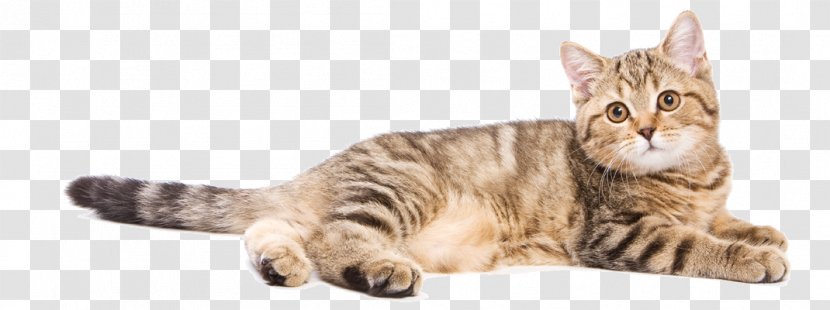 Toyger Kitten American Shorthair European Sokoke - Tabby Cat - Vet Clinic Transparent PNG