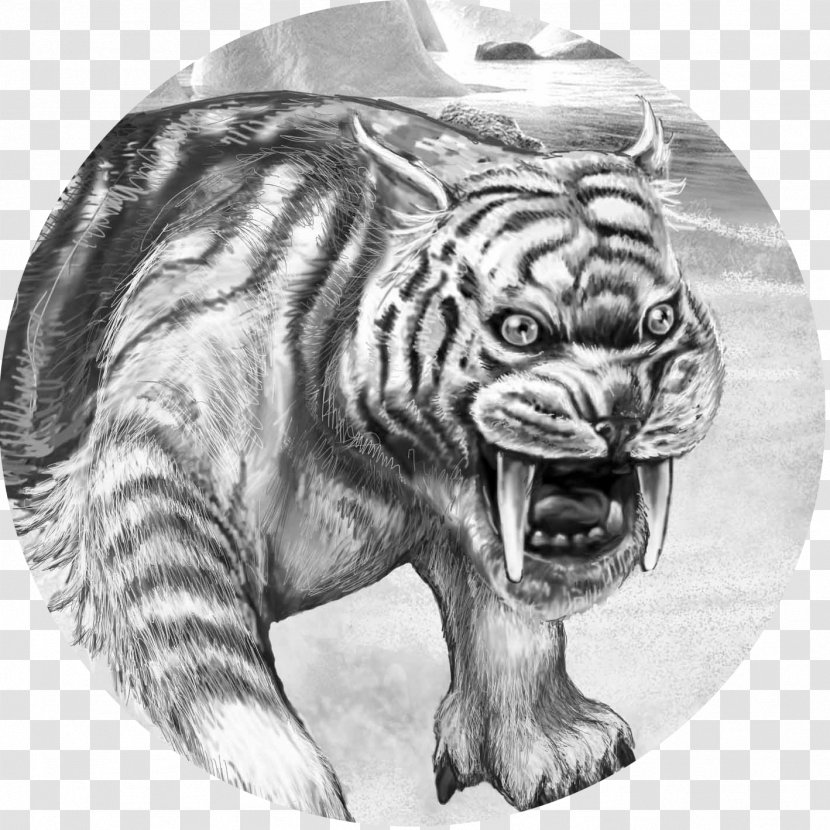 Tiger Big Cat Terrestrial Animal Wildlife - Cats - Saber-toothed Transparent PNG