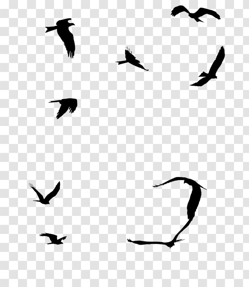 Seabird Sparrow Gulls Flight - Bird Transparent PNG