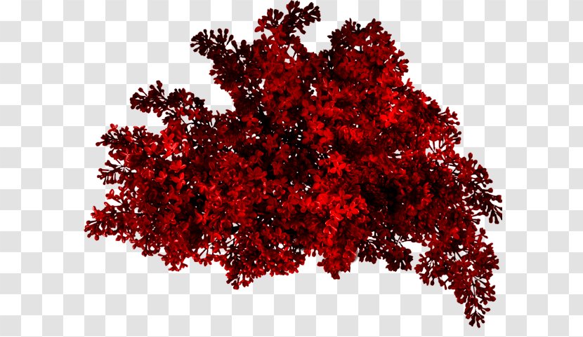 Red Bush - Maple Tree - Photography Transparent PNG