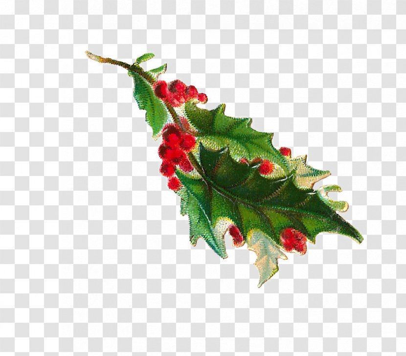 Common Holly Clip Art - Leaf - Illustration Material Transparent PNG