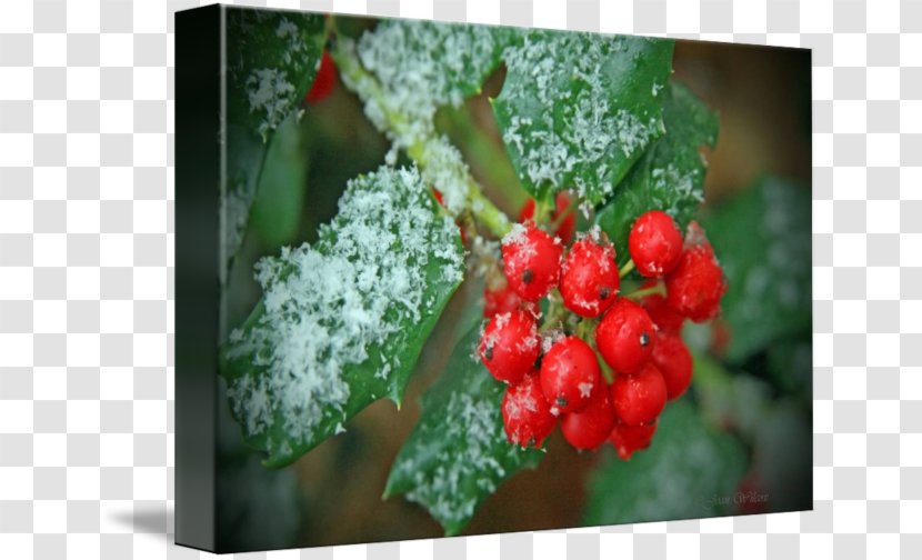 Aquifoliales Holly Strawberry - Plant - Ian Yule Transparent PNG
