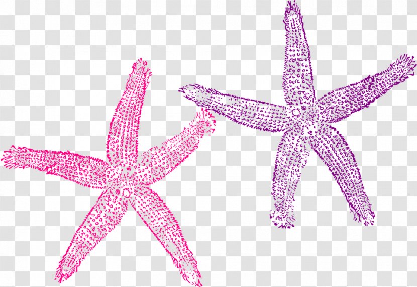 Starfish Color Clip Art - Pink Transparent PNG