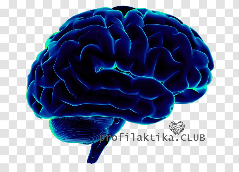 Human Brain Neuroscience Cognitive Science - Silhouette Transparent PNG