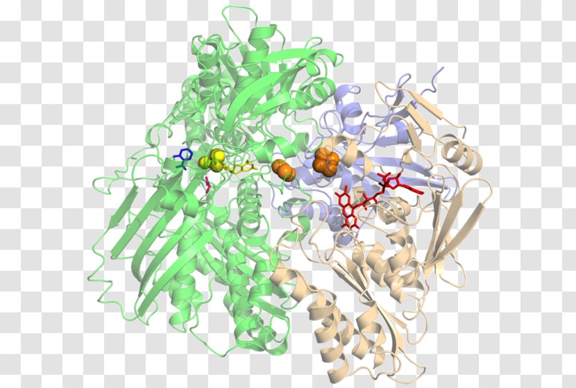 Xanthine Oxidase Inhibitor Hypoxanthine - Uric Acid - Enzyme Transparent PNG