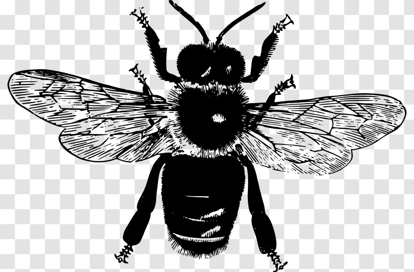 Honey Bee Insect Clip Art - Silhouette - Flying Transparent PNG