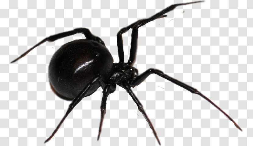 Spider Web Southern Black Widow Clip Art - Arachnid Transparent PNG