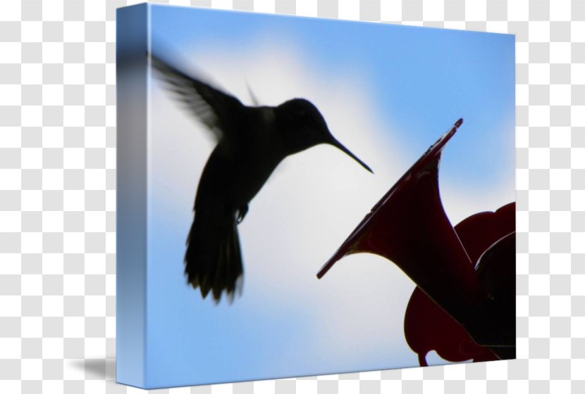 Flightless Bird Wing Hummingbird M Beak Transparent PNG