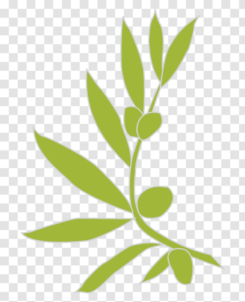 Logo Olive Branch - Oil - Olives Transparent PNG
