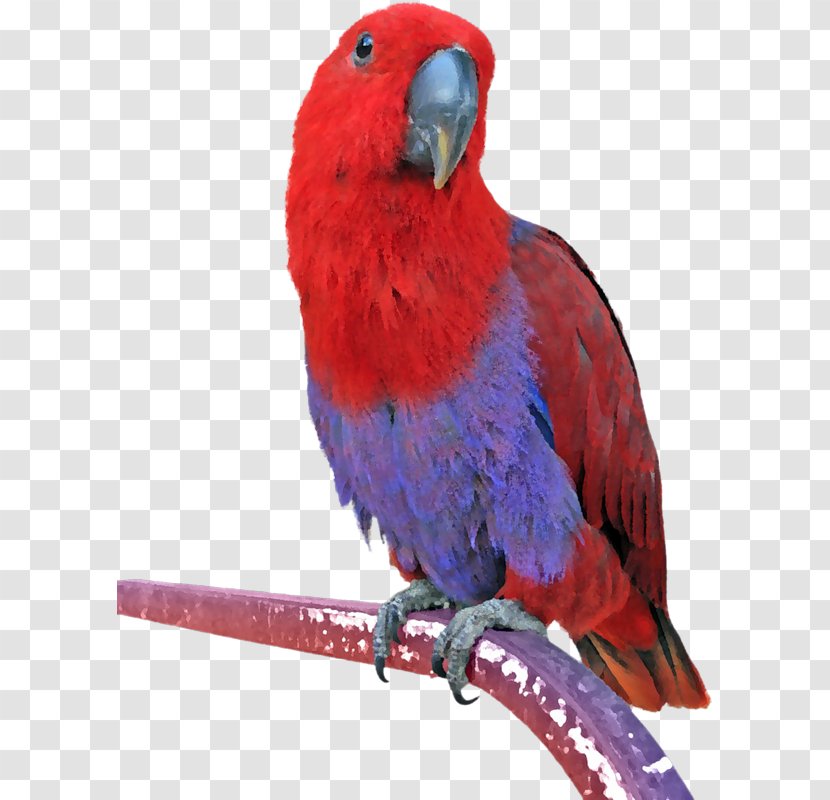 Eclectus Parrot Bird Budgerigar Conure Transparent PNG