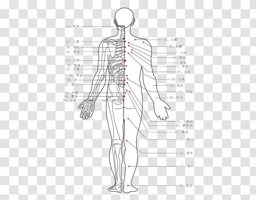 Acupuncture Moxibustion Traditional Chinese Medicine Akupunktiopiste - Silhouette - Map Vector Material Transparent PNG