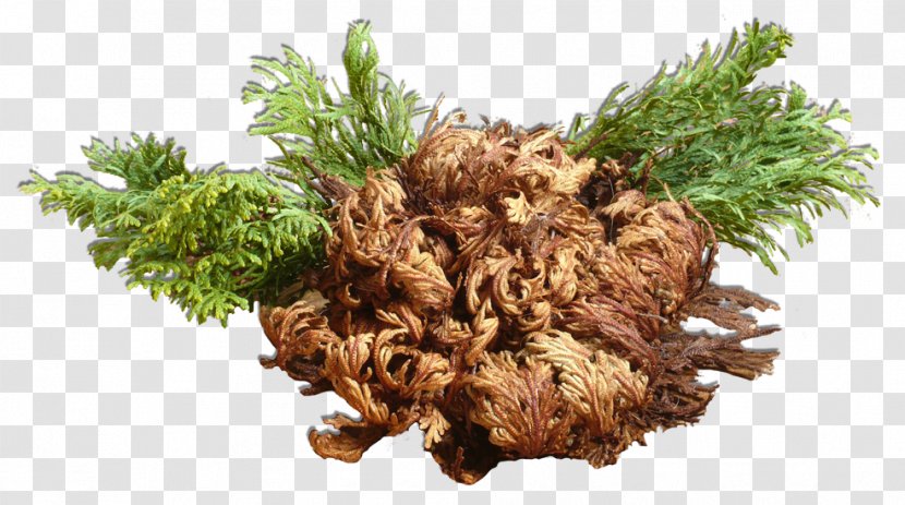 Rose Of Jericho Garden Roses Desert Transparent PNG